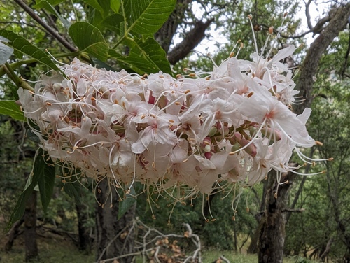 Aesculus californica