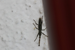 Brentinae