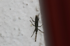 Brentinae