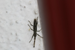 Brentinae