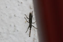 Brentinae