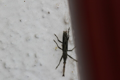 Brentinae