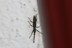 Brentinae