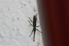 Brentinae