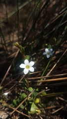 Samolus repens repens