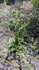 Rumex frutescens