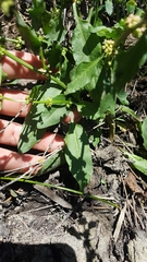 Rumex frutescens