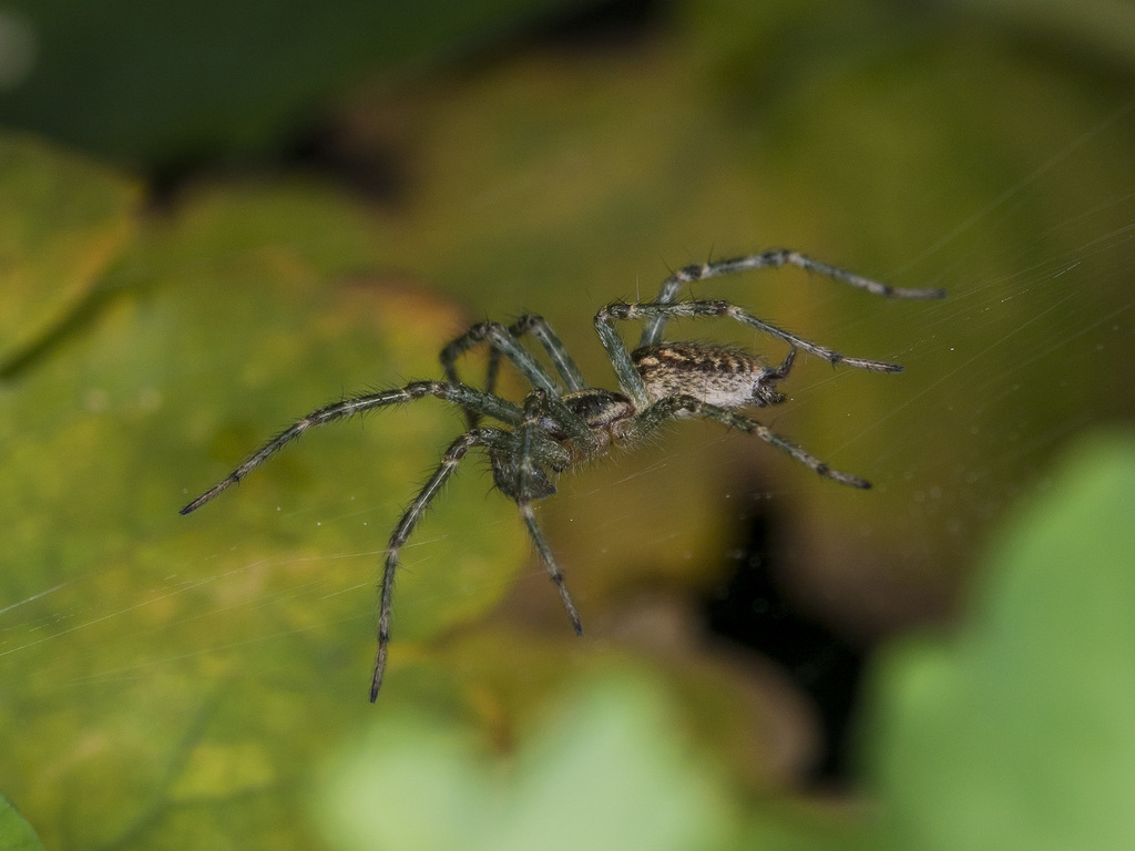 Allagelena gracilens