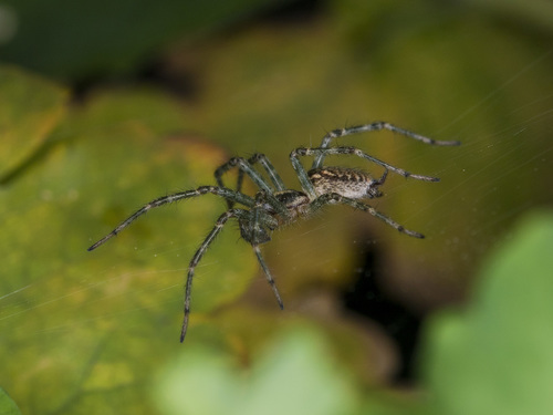 Allagelena gracilens