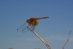 Trithemis kirbyi