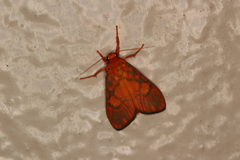 Ammatho cuneonotatus