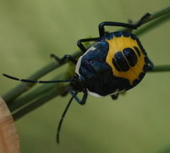 Commius elegans