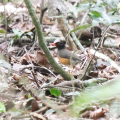 Turdus helleri
