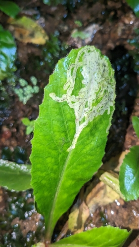 Phytomyza deirdreae
