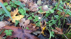 Psathyrella gracilis