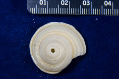 Architectonica nobilis