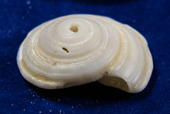 Architectonica nobilis