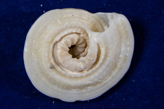 Architectonica nobilis