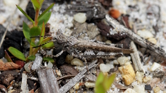 Austroicetes