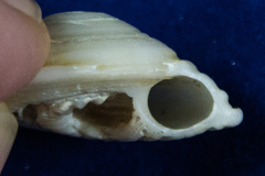 Architectonica nobilis