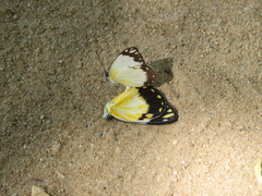 Belenois creona creona