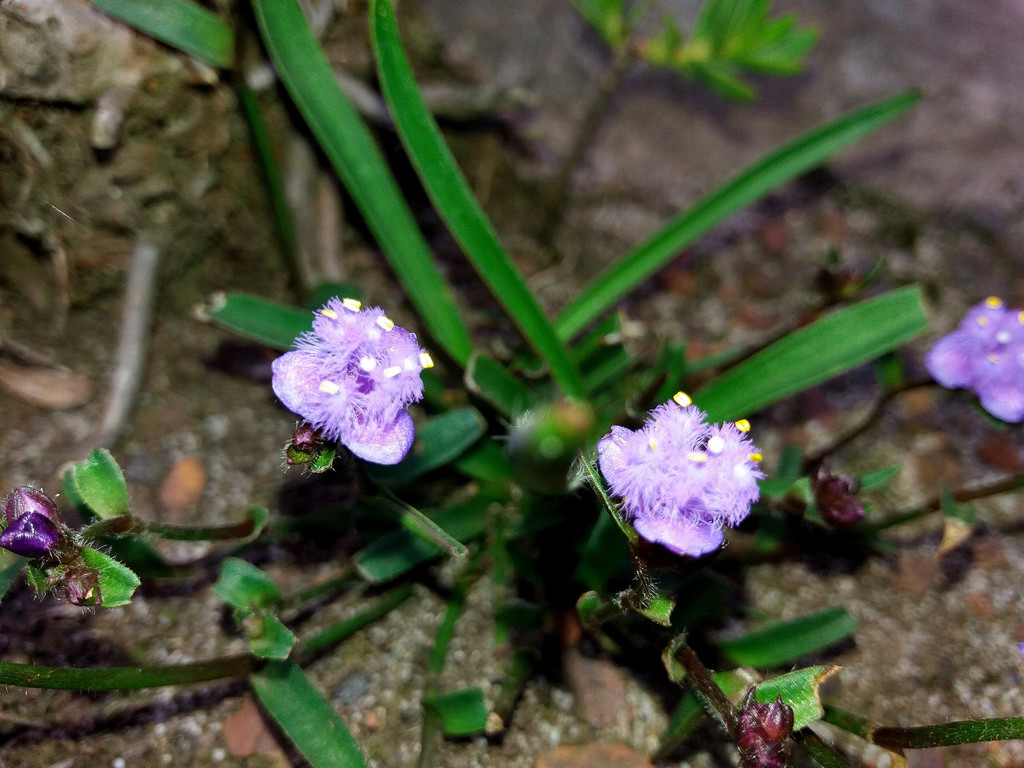 Cyanotis pachyrrhiza