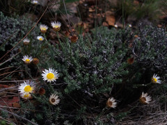 Helichrysum wilmsii