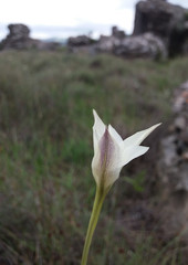 Gladiolus longicollis