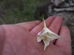 Gladiolus longicollis