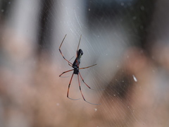Nephila