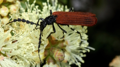 Pseudolycus rufipennis