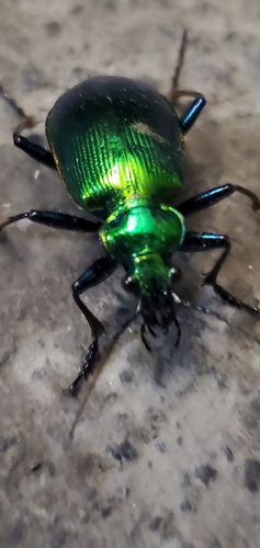 Texas Green Calosoma