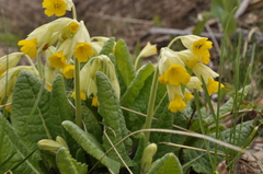 Primula veris macrocalyx