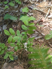 Vaccinium myrtilloides image
