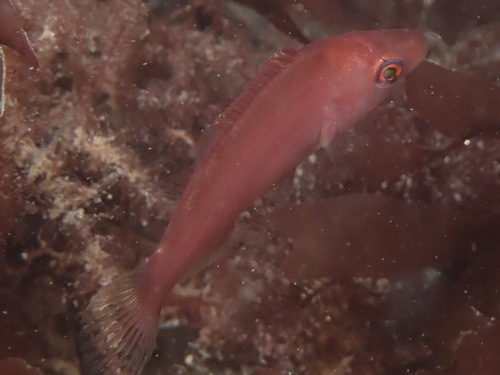 Ballan Wrasse, Plymouth, England, United Kingdom, photo 10 of 10