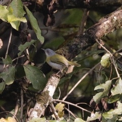 Camaroptera brachyura