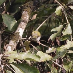 Camaroptera brachyura