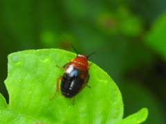 Hemithyrsocera palliata