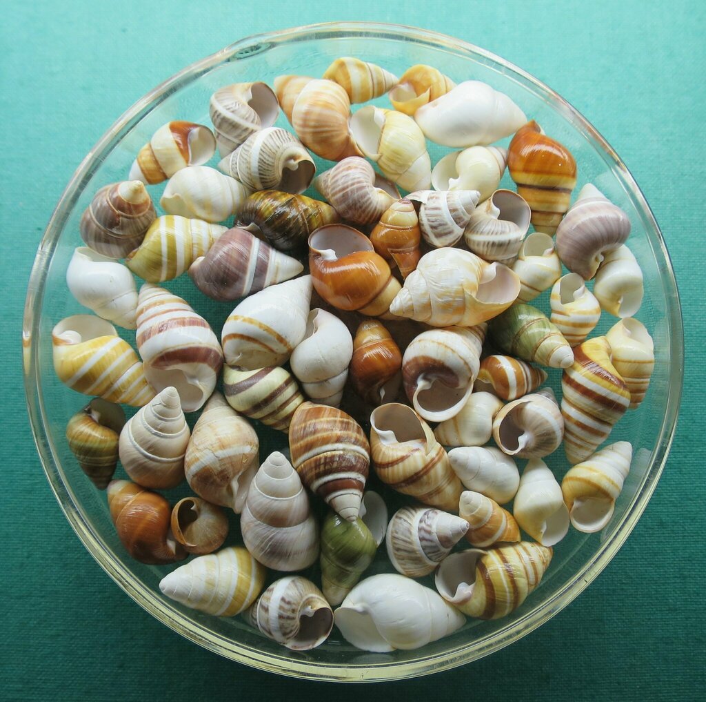Hawaiian Tree Snails