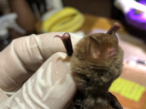 least woolly bat (Kerivoula minuta) — Near Threatened Mammalia