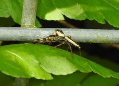 Telamonia