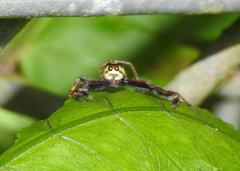 Telamonia