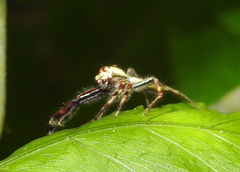 Telamonia