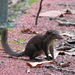 Common Treeshrew - Photo (c) anukma, some rights reserved (CC BY), uploaded by anukma