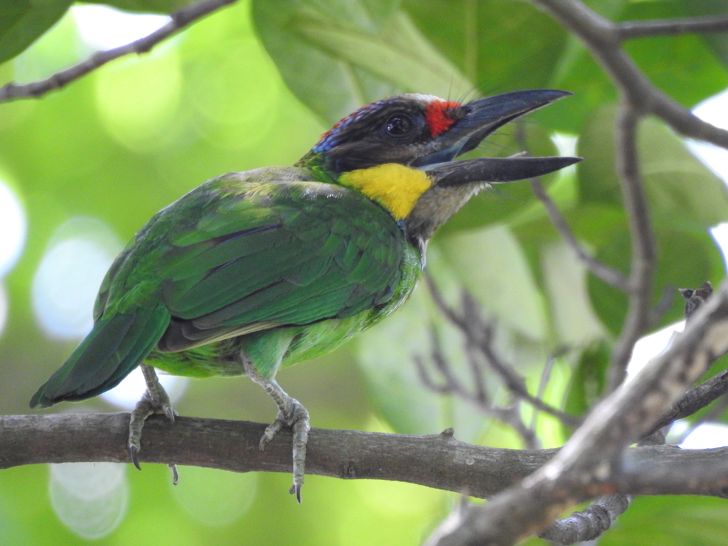 Gold-whiskered Barbet (Psilopogon chrysopogon) photo