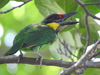 Gold-whiskered Barbet - Photo (c) anukma, some rights reserved (CC BY), uploaded by anukma