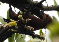 Micropternus brachyurus