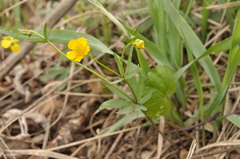Ranunculus monophyllus