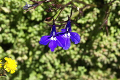 Lobelia erinus