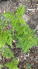 Ambrosia artemisiifolia